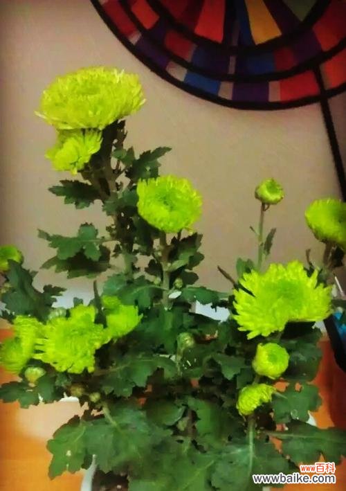 探寻绿菊花的神秘之美 绿菊花花语与寓意