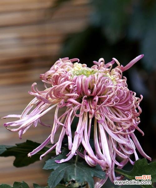 探寻绿菊花的神秘之美 绿菊花花语与寓意