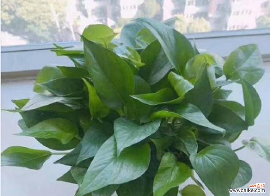 揭示绿萝开花的意义与象征 绿萝开花的美好预兆