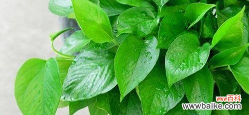 揭示绿萝开花的意义与象征 绿萝开花的美好预兆