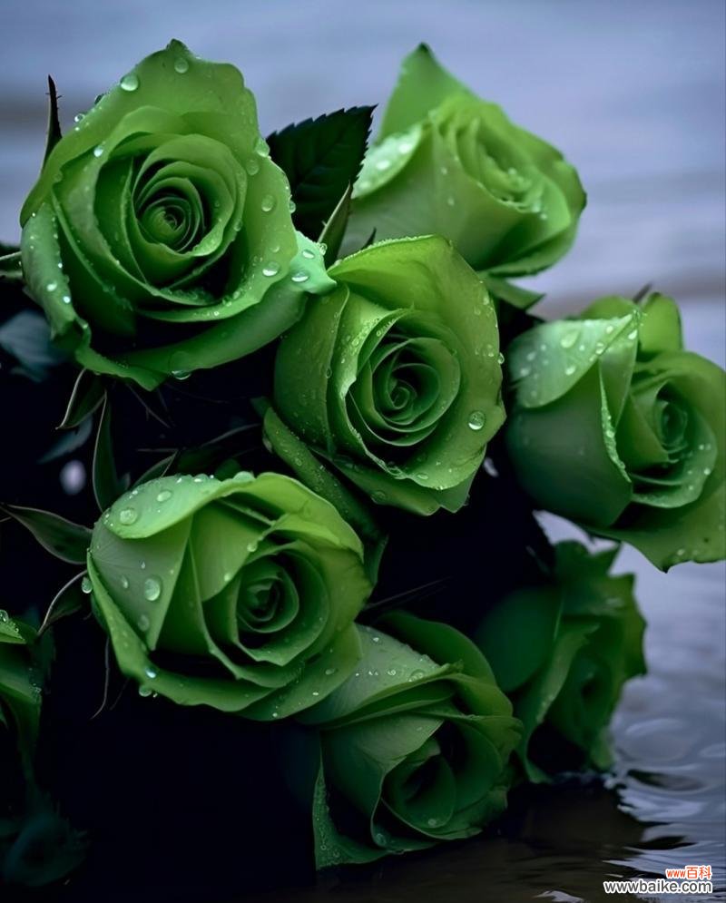 揭秘绿玫瑰的隐藏意义 绿玫瑰花语的美丽寓意