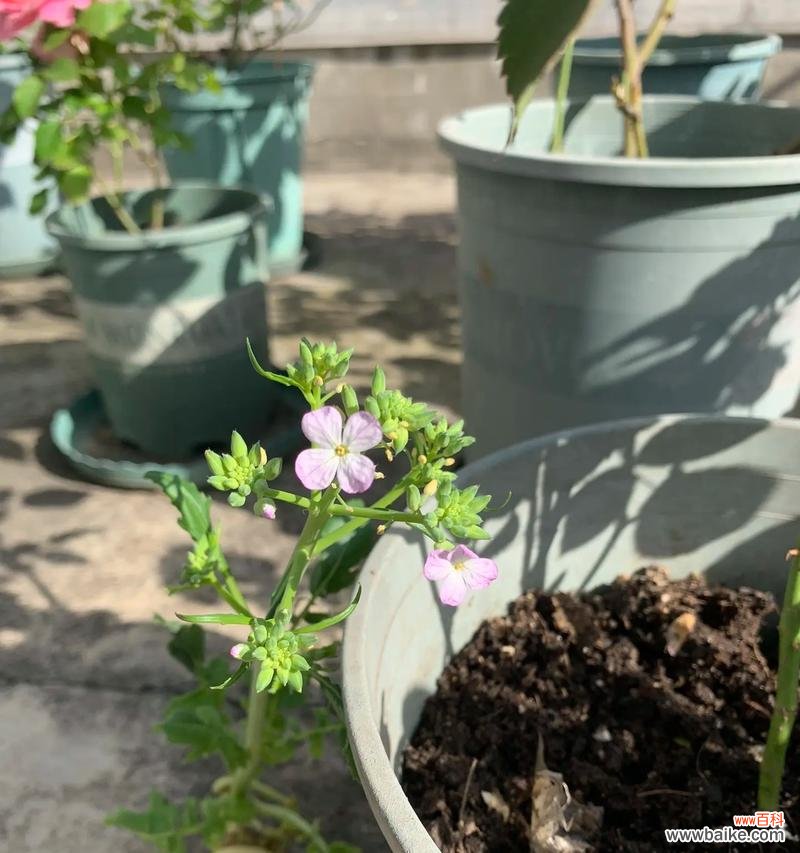 揭开萝卜开花背后的意义与象征 萝卜开花的神奇寓意