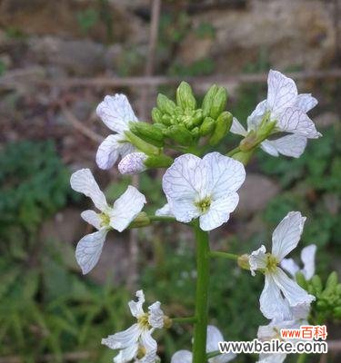 揭开萝卜开花背后的意义与象征 萝卜开花的神奇寓意