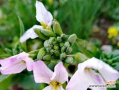 揭开萝卜开花背后的意义与象征 萝卜开花的神奇寓意