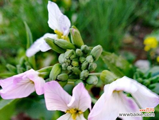 揭开萝卜开花背后的意义与象征 萝卜开花的神奇寓意