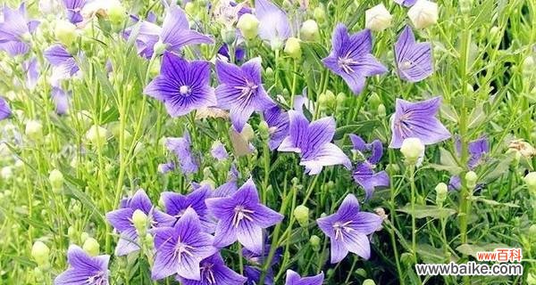 解读绿色桔梗花语的深层内涵 绿色桔梗花语的意义与传承