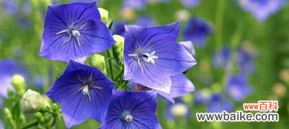 解读绿色桔梗花语的深层内涵 绿色桔梗花语的意义与传承