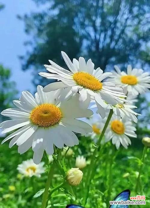 绿色玫瑰 绿色玫瑰的花语——生命与希望的象征