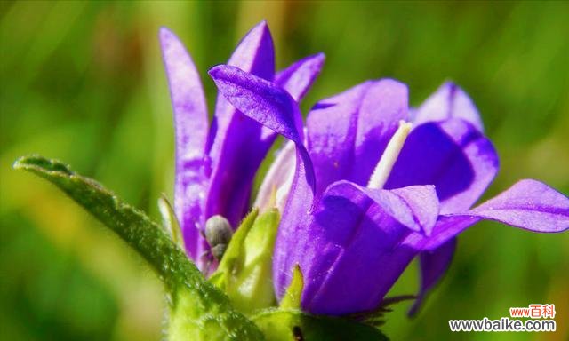 绿色玫瑰 绿色玫瑰的花语——生命与希望的象征