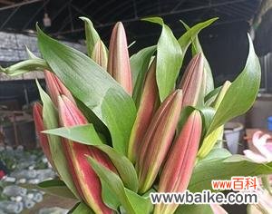 探索罗宾百合的花语寓意 罗宾百合花语的意义及象征性解读