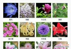 探索罗宾百合的花语寓意 罗宾百合花语的意义及象征性解读