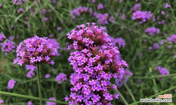 揭示以马鞭草的花语和传达给我们的寓意 以马鞭草的花语和寓意