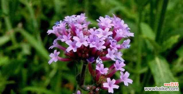 揭示以马鞭草的花语和传达给我们的寓意 以马鞭草的花语和寓意