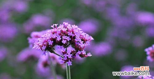 揭示以马鞭草的花语和传达给我们的寓意 以马鞭草的花语和寓意