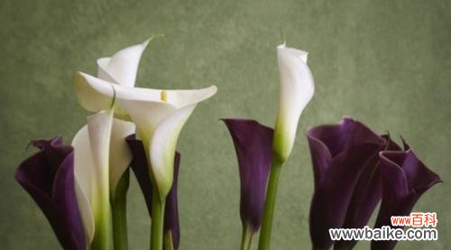 探寻马蹄花的独特寓意及其在文化中的角色 马蹄花的意义与象征