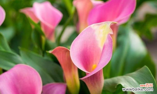 探寻马蹄花的独特寓意及其在文化中的角色 马蹄花的意义与象征