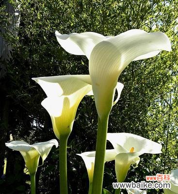 探寻马蹄花的独特寓意及其在文化中的角色 马蹄花的意义与象征