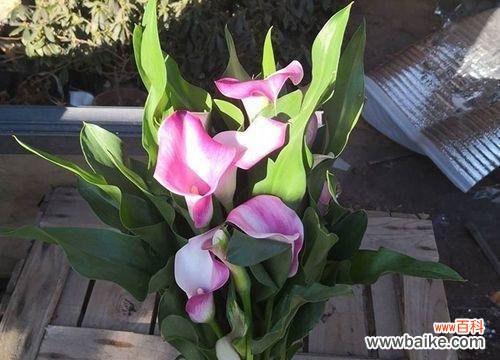 探索以马蹄莲的花语和寓意 以马蹄莲的花语和寓意