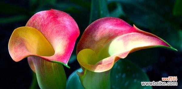 探索以马蹄莲的花语和寓意 以马蹄莲的花语和寓意