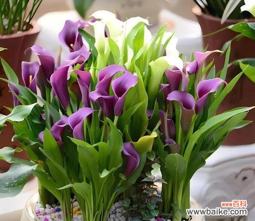 美丽花朵中的涵义及其文化象征 马蹄莲