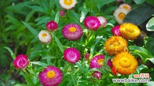 揭开麦秆菊的神秘面纱 麦秆菊的花语和寓意——探索自然之美