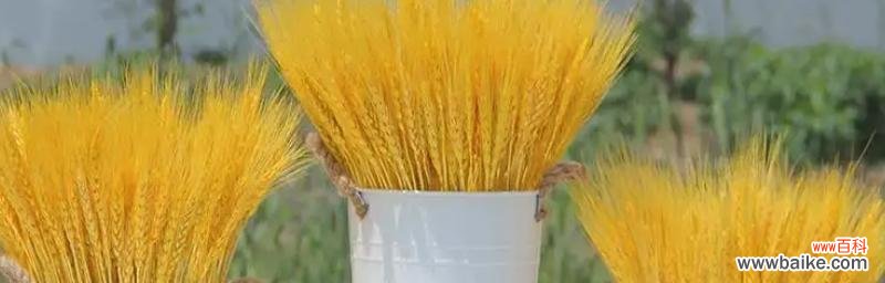 金黄麦穗如诗如画 麦穗的花语与寓意——承载丰收与希望的金色禾场