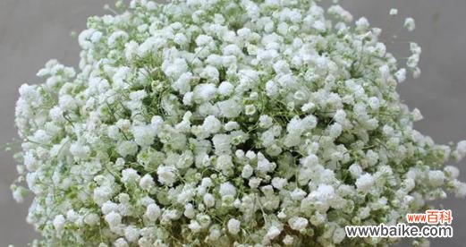 用满天星花语传递真挚情感 满天星花语之美