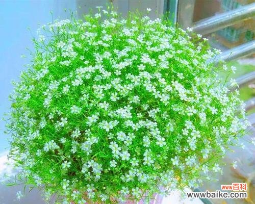 用满天星花语传递真挚情感 满天星花语之美