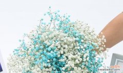 星光璀璨 满天星花语与寓意