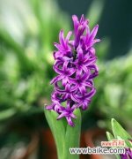 传递祝福与浪漫的紫色风信子 紫色风信子花语的意义与象征