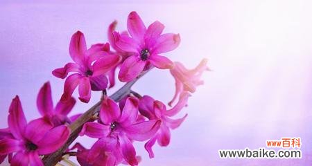 传递祝福与浪漫的紫色风信子 紫色风信子花语的意义与象征