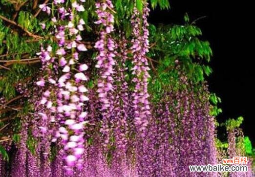 紫藤花的花语和香味