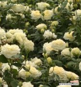 深入探索紫月季花语的奥秘 紫月季花语，与你分享花开的秘密