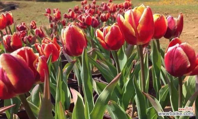 深入探索紫郁金香所代表的花语 紫郁金香的花语传递着何种寓意