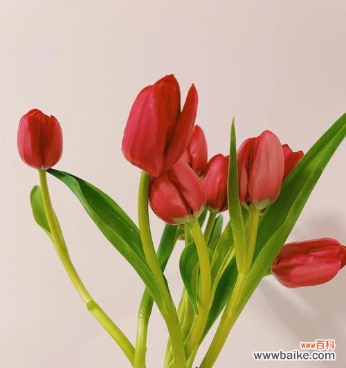 深入探索紫郁金香所代表的花语 紫郁金香的花语传递着何种寓意