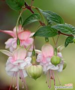 盛开繁华 我最爱的花——牡丹