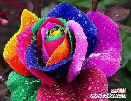 盛开繁华 我最爱的花——牡丹