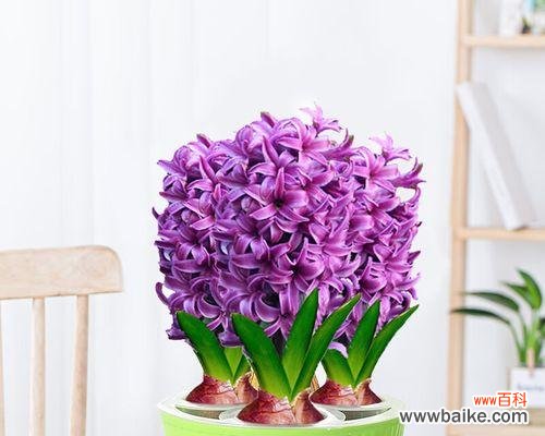 探索紫色风信子的花语和意义 紫色风信子的美丽与象征