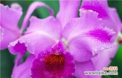 探寻泰国洋兰花的花语秘密 紫色泰国洋兰花的神秘之语