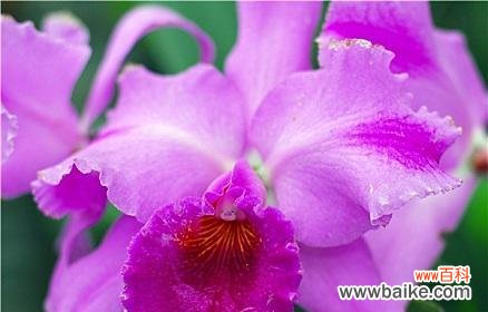 探寻泰国洋兰花的花语秘密 紫色泰国洋兰花的神秘之语