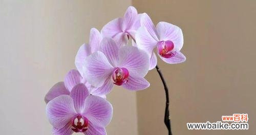 探寻泰国洋兰花的花语秘密 紫色泰国洋兰花的神秘之语