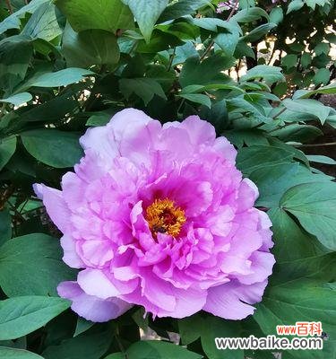 探寻紫色牡丹花的神秘意义 紫色牡丹花的美丽与象征