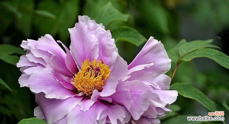 探索紫色牡丹花语的深层含义 紫色牡丹花语