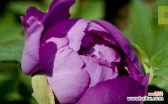 探索紫色牡丹花语的深层含义 紫色牡丹花语