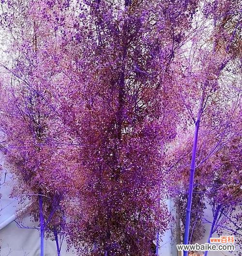 探索紫色满天星的象征意义及心灵启迪 紫色满天星的魅力与寓意