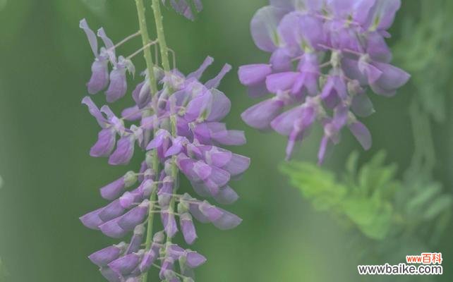 揭秘紫藤花的花语与美丽 紫藤花
