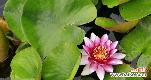 神秘花语与生命的诠释 紫睡莲