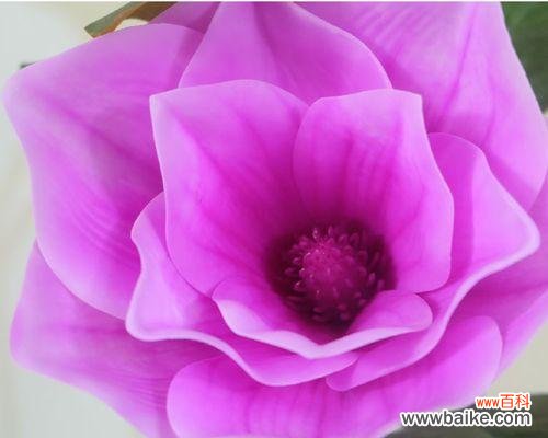 探索紫色玉兰花的花语之美 紫色玉兰花花语——寄托深情