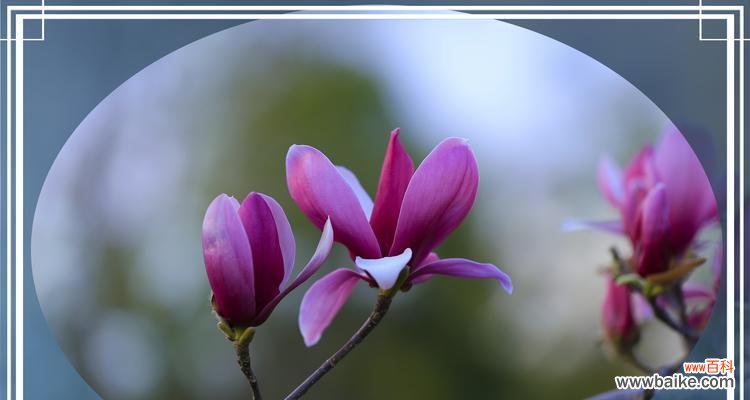 探索紫色玉兰花的花语之美 紫色玉兰花花语——寄托深情