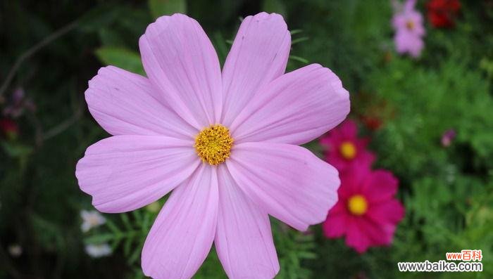 探寻紫色野菊花的神秘内涵 紫色野菊花的花语与意义